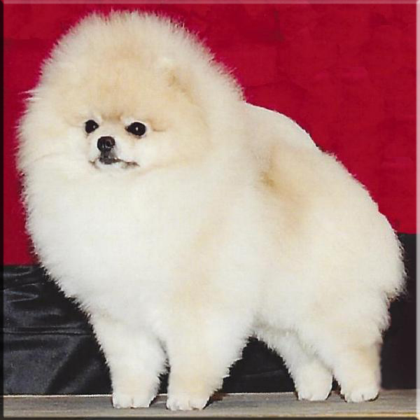 korean pomeranian