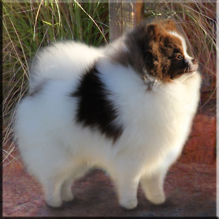 KITKAT