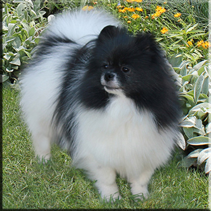 ROSIE